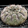 Gymnocalycium_obductum